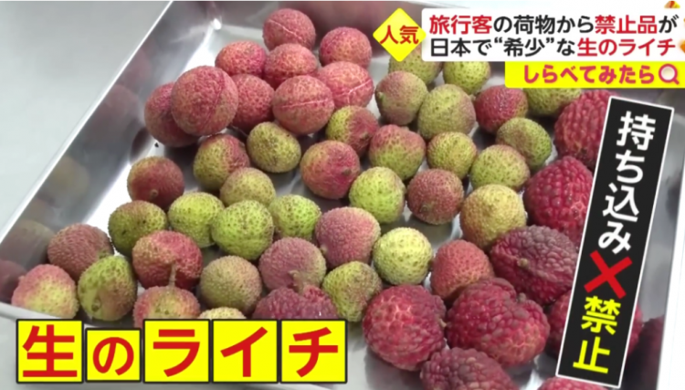 日本海关杀疯了,机场免税店买的也被没收,黑人小哥带了100多斤香蕉却通关了… 日本海关杀疯了,机场免税店买的也被没收,黑人小哥带了100多斤香蕉却通关了…