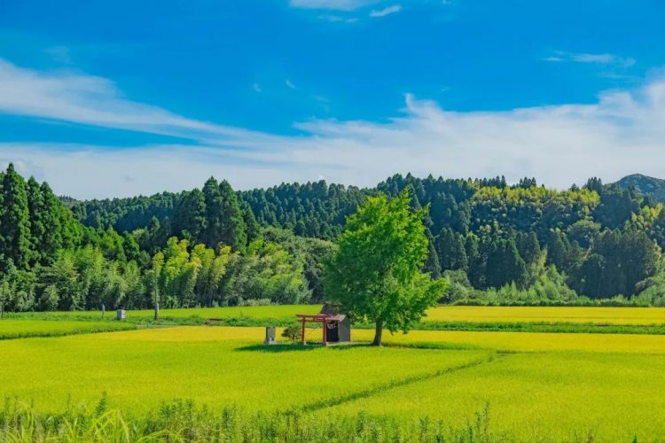 第146期：福原爱或面临国际通缉；日本世界级游泳冠军不雅照流出；日本知名漫画家去世 | 百通板