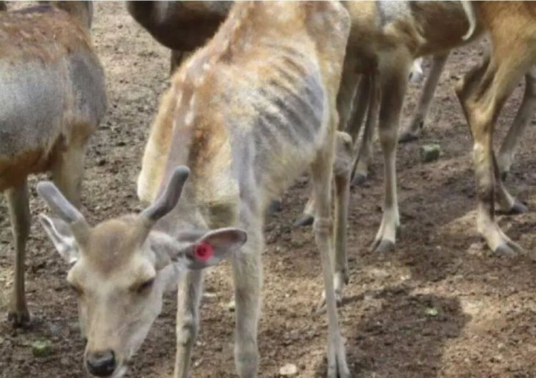 第154期:红白主持人公布;日本大批年轻女性入境美国被拒;三得利社长被曝职场暴力 第154期:红白主持人公布;日本大批年轻女性入境美国被拒;三得利社长被曝职场暴力