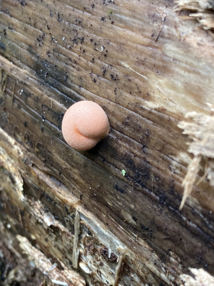 第154期:红白主持人公布;日本大批年轻女性入境美国被拒;三得利社长被曝职场暴力 第154期:红白主持人公布;日本大批年轻女性入境美国被拒;三得利社长被曝职场暴力