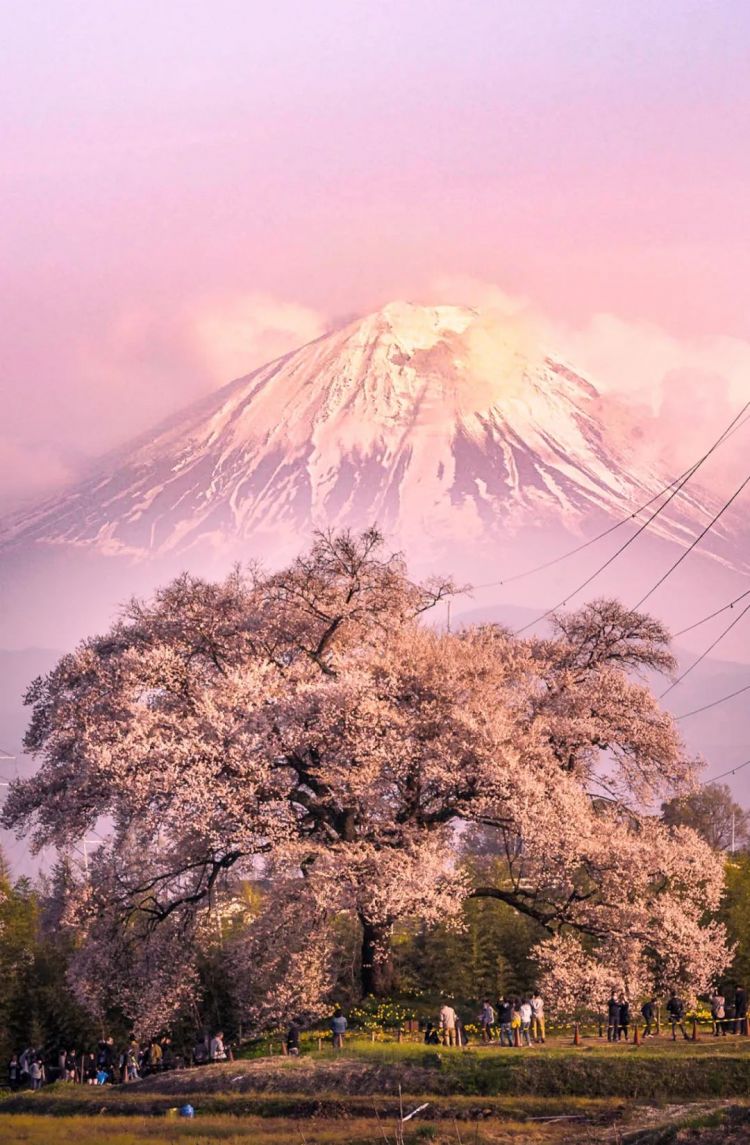 第154期:红白主持人公布;日本大批年轻女性入境美国被拒;三得利社长被曝职场暴力 第154期:红白主持人公布;日本大批年轻女性入境美国被拒;三得利社长被曝职场暴力