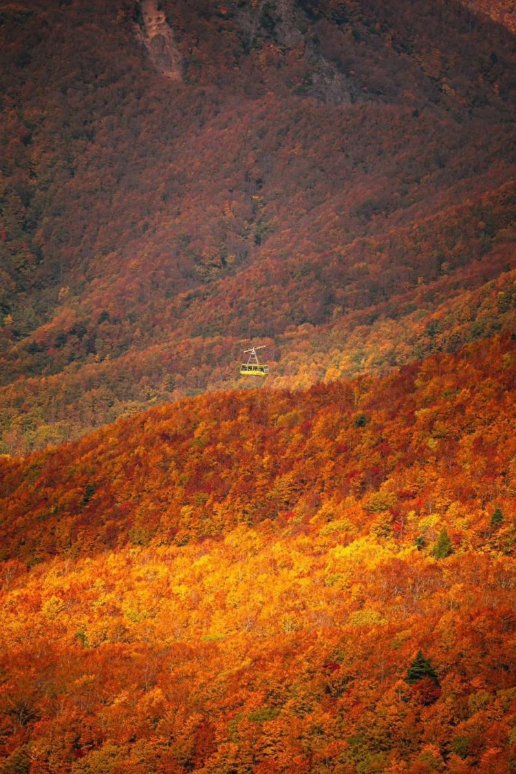 第153期:杰尼斯事务所改名;青山刚昌透露柯南新电影信息|百通板 第153期:杰尼斯事务所改名;青山刚昌透露柯南新电影信息|百通板