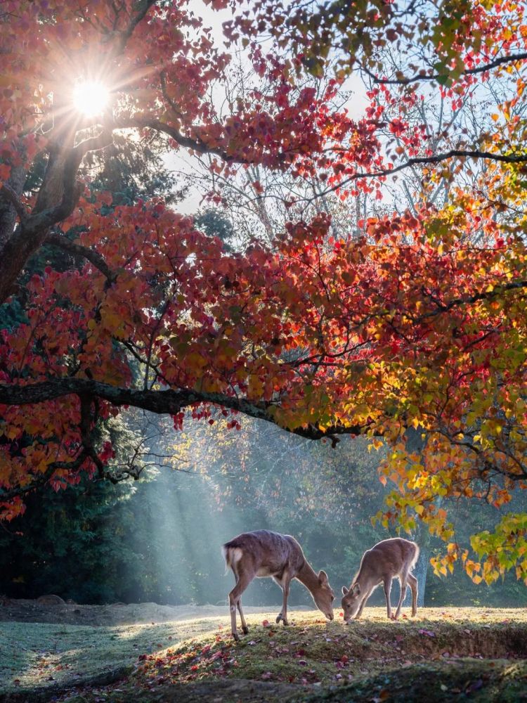 第154期:红白主持人公布;日本大批年轻女性入境美国被拒;三得利社长被曝职场暴力 第154期:红白主持人公布;日本大批年轻女性入境美国被拒;三得利社长被曝职场暴力