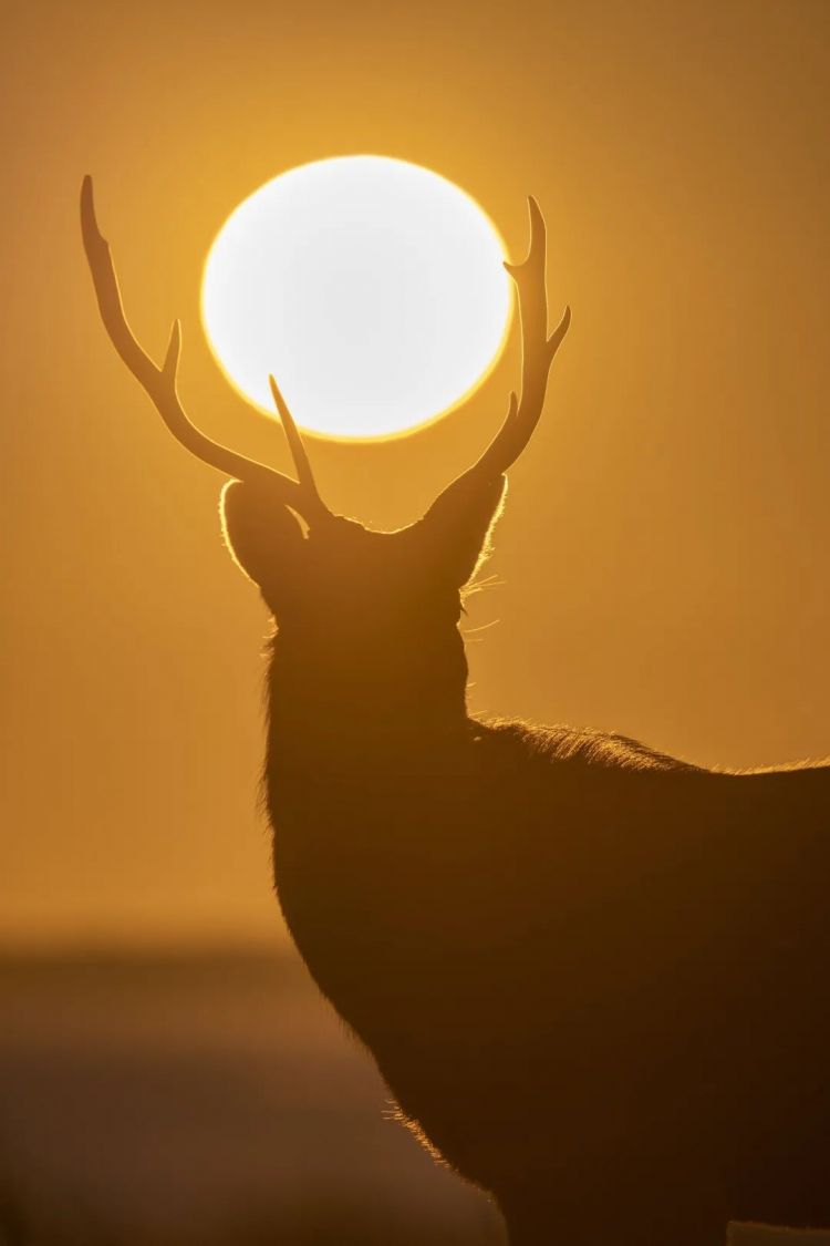 第170期：梅西日本行引争议；日本政府或将取消这些永住者的在留资格；中国将翻拍《白夜行》| 百通板