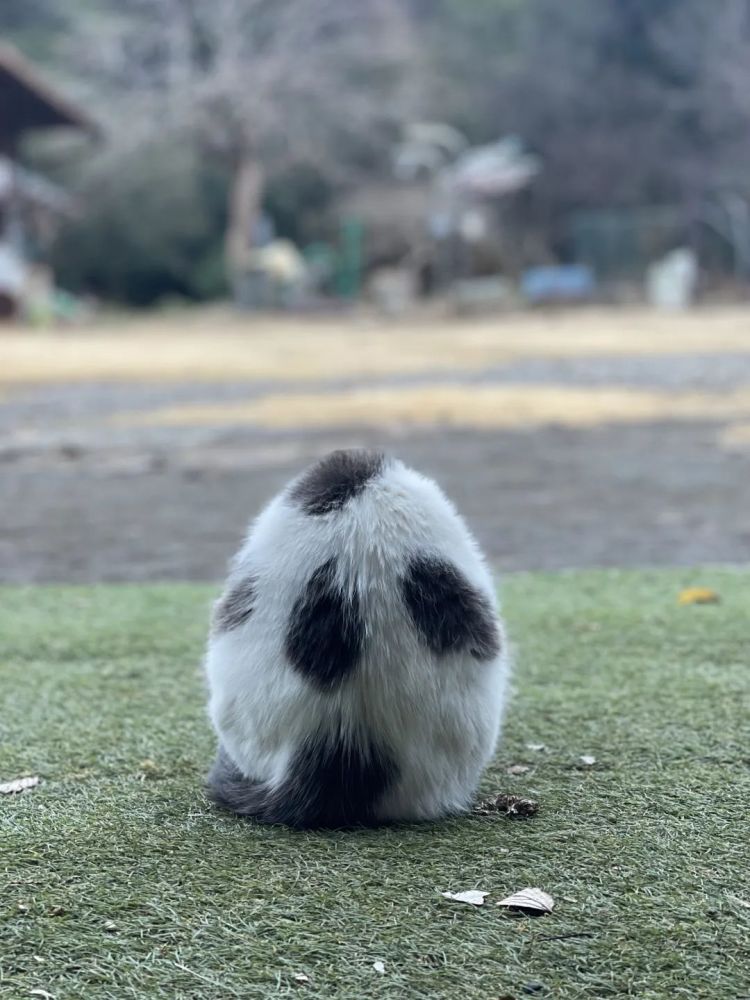第170期：梅西日本行引争议；日本政府或将取消这些永住者的在留资格；中国将翻拍《白夜行》| 百通板