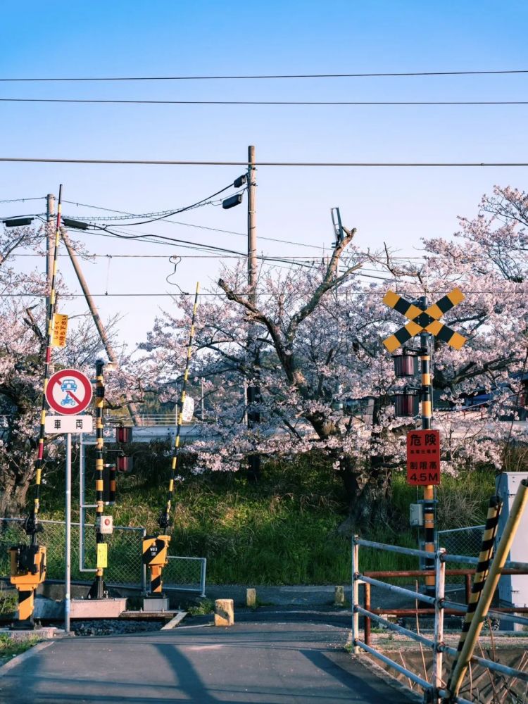 第174期：日本新政策免签半年；又一知名日本运动员突宣婚讯; 跟拍青山刚昌7个月 | 百通板