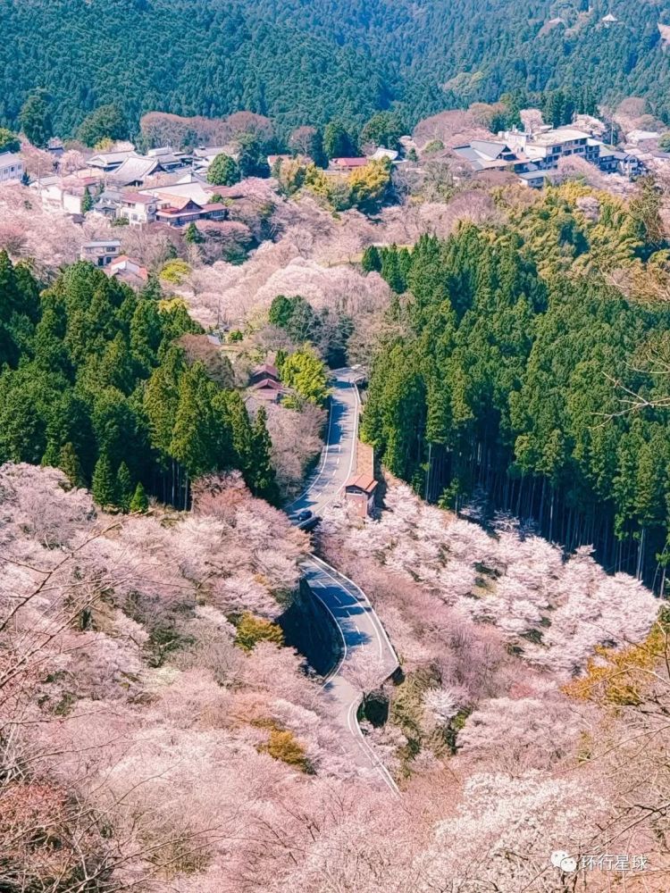 樱花只有在日本时才是最美吗？