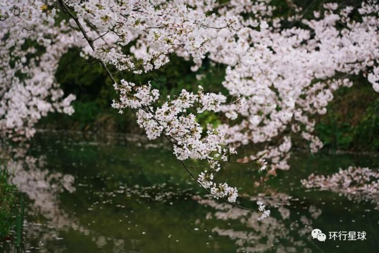 樱花只有在日本时才是最美吗？