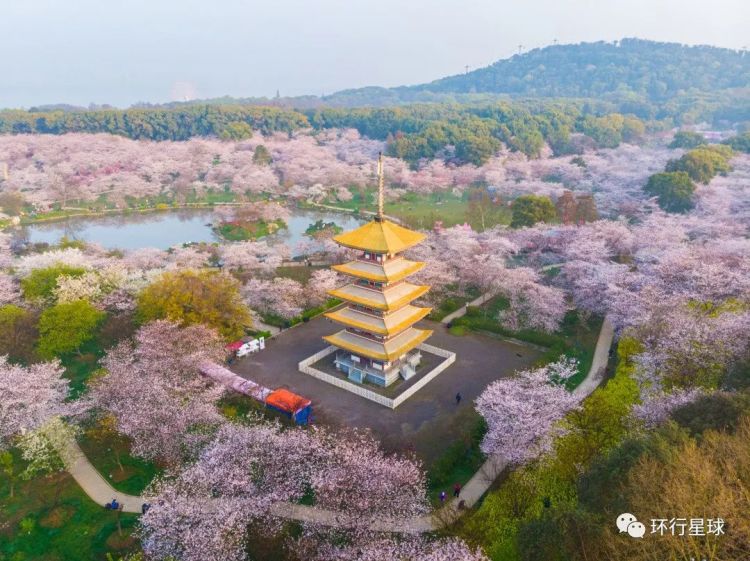 樱花只有在日本时才是最美吗？