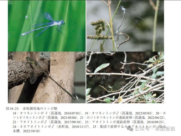 日本王室太子夫妇节俭人设遭群嘲自曝挖野菜做饭豪华寝宫黢黑不开灯