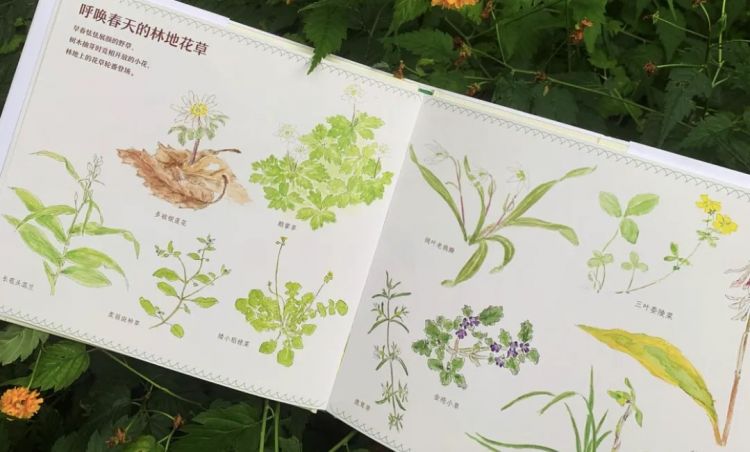 宫崎骏妻子：画画这件事，我比他更厉害