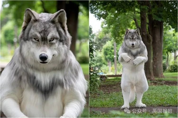 日本男子花200万变成狗,最新哈士奇造型炸裂!张嘴摇尾巴巨逼真.