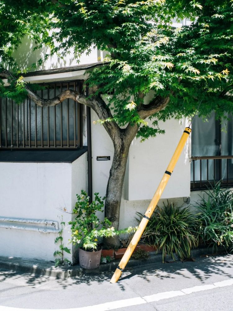 第184期：新垣结衣星野源又秀恩爱；佐藤健夸北京豆汁美味；早稻田大学入学考试试题泄露案 | 百通板