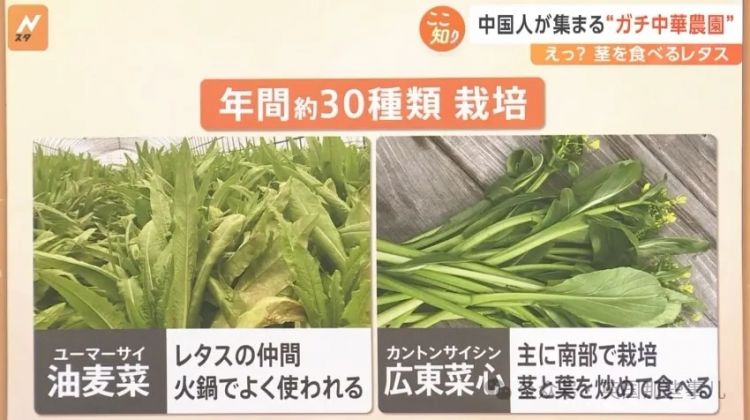 国人把农家乐开日本去了？尝完中式烤串，当地人叹“日本吃不到的美味”...