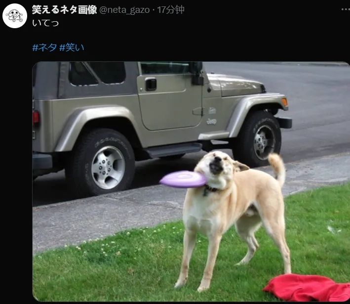 日本网友又在瞎说什么大实话|第48回