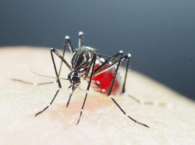 登革热感染创历史新高 日本输入性病例增加2.8倍