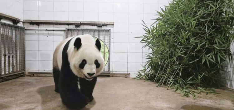 大熊猫力力和真真安全返回故乡 健康状况良好