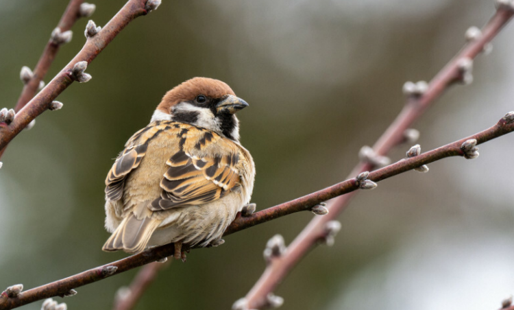 日本里山麻雀数量锐减？或将列入濒危物种名单