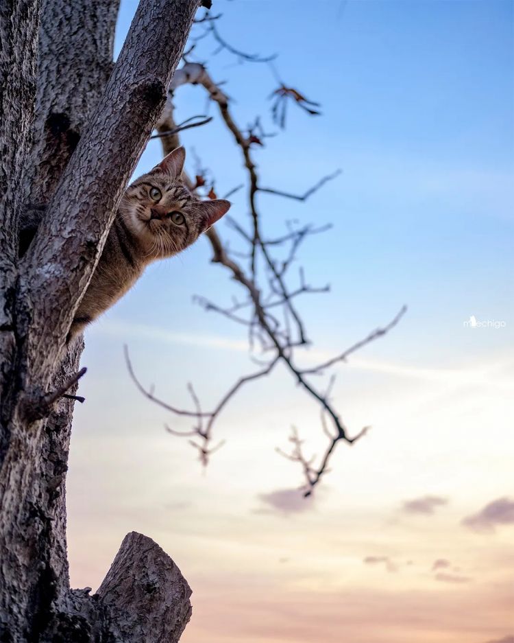 第212期：日本再遭强震；桥本环奈将结婚？香取慎吾X中森明菜梦幻联动；中国重启对日免签 | 百通板