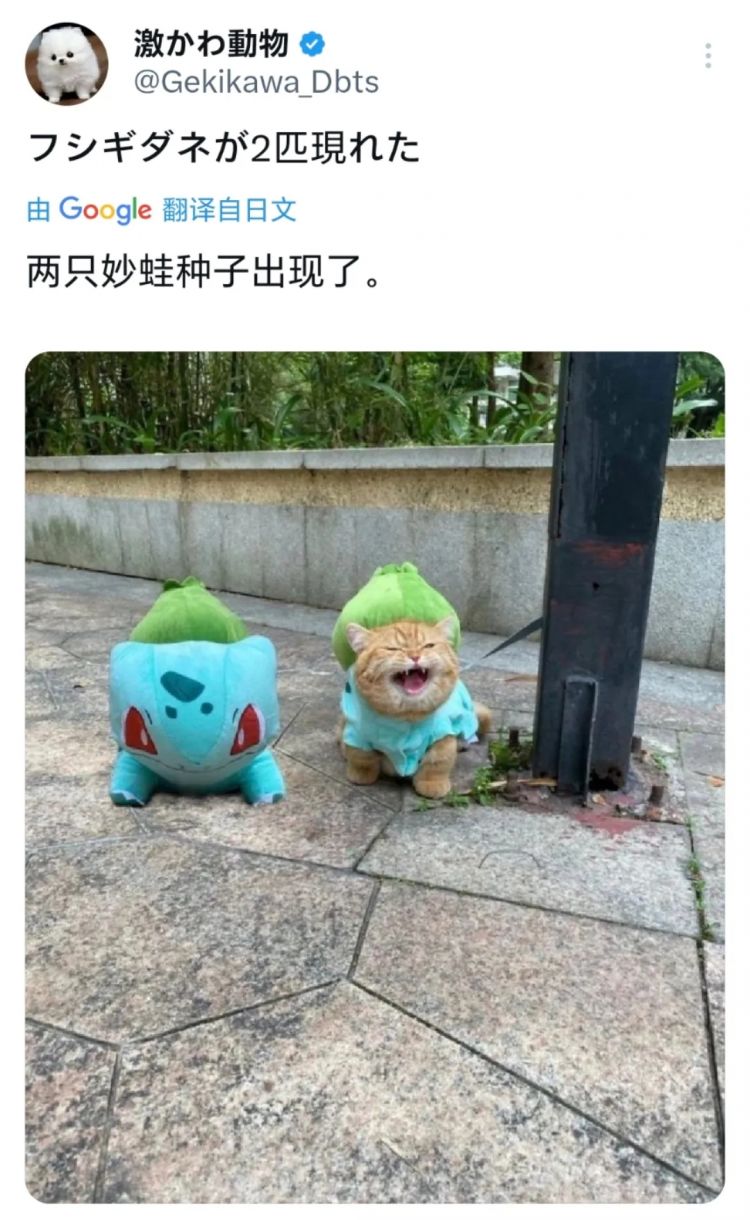 日本网友又在瞎说什么大实话|第54回 日本网友又在瞎说什么大实话|第54回