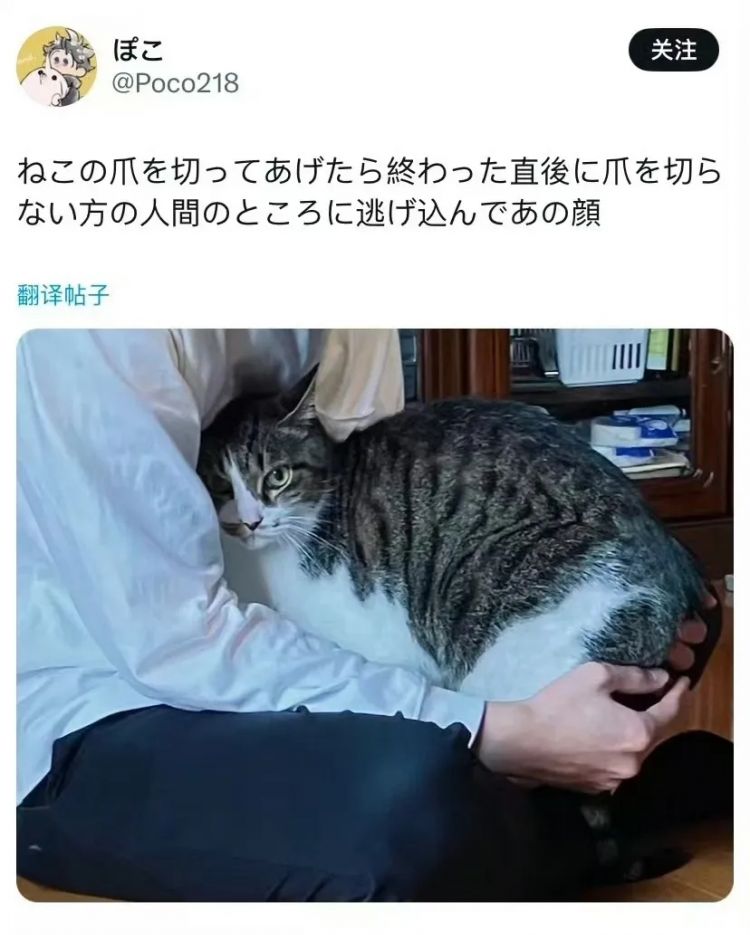 日本网友又在瞎说什么大实话|第54回 日本网友又在瞎说什么大实话|第54回