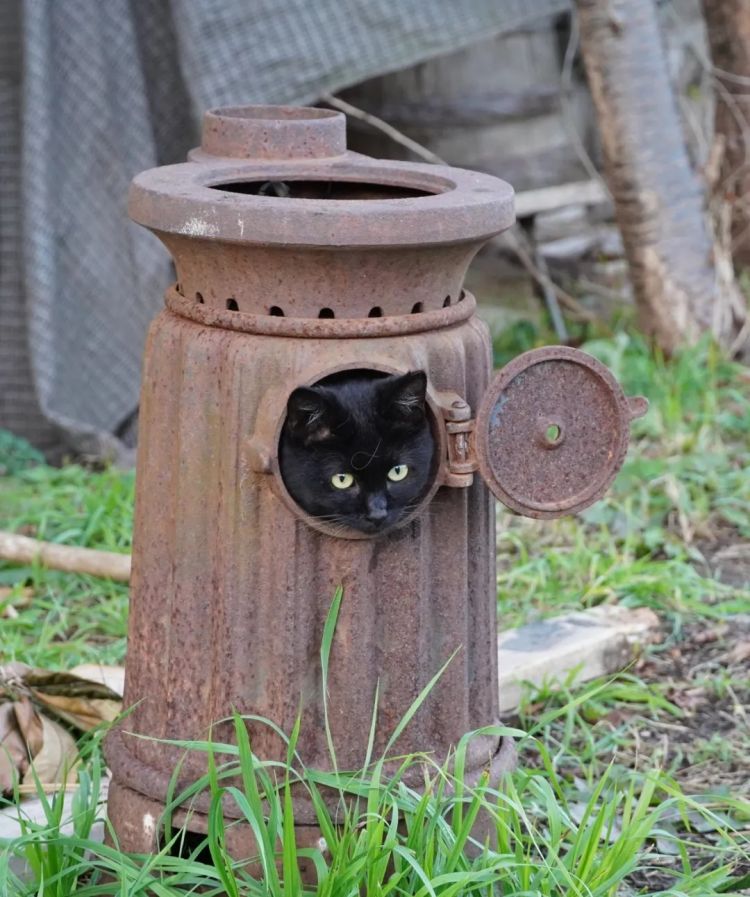 日本网友又在瞎说什么大实话|第54回 日本网友又在瞎说什么大实话|第54回