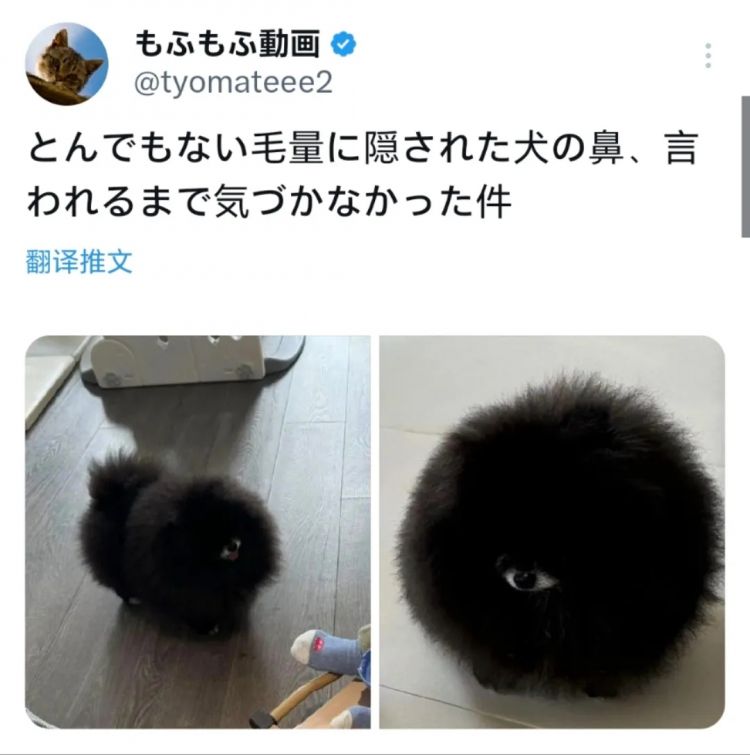 日本网友又在瞎说什么大实话|第54回 日本网友又在瞎说什么大实话|第54回