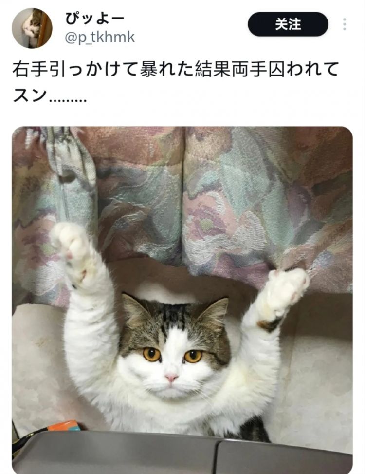 日本网友又在瞎说什么大实话|第54回 日本网友又在瞎说什么大实话|第54回