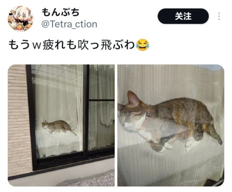 日本网友又在瞎说什么大实话|第54回 日本网友又在瞎说什么大实话|第54回