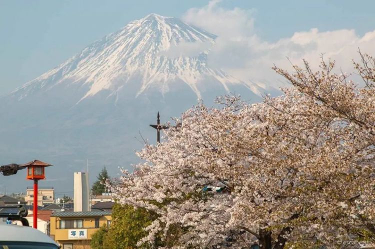 梦幻联动！樱花×富士山的绝美瞬间