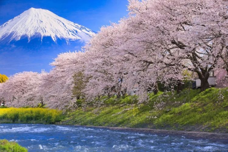 梦幻联动！樱花×富士山的绝美瞬间