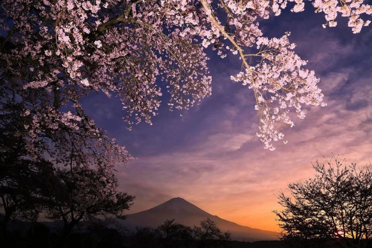 梦幻联动！樱花×富士山的绝美瞬间