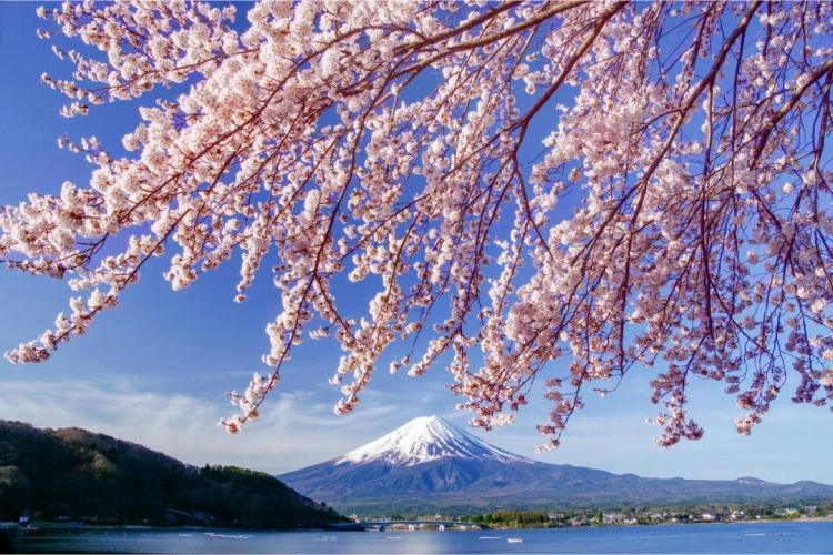 梦幻联动！樱花×富士山的绝美瞬间