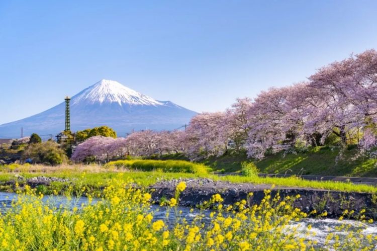 梦幻联动！樱花×富士山的绝美瞬间