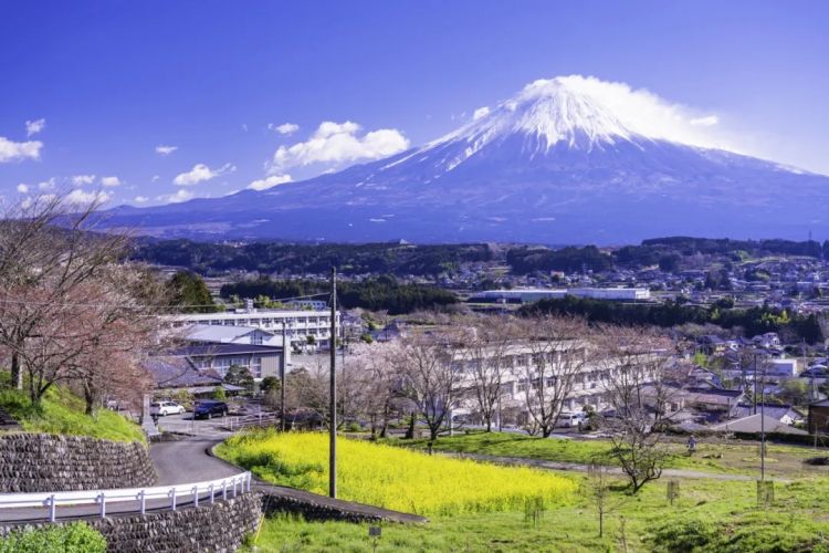 梦幻联动！樱花×富士山的绝美瞬间