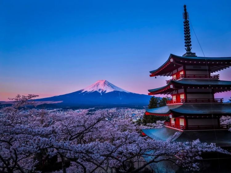 梦幻联动！樱花×富士山的绝美瞬间