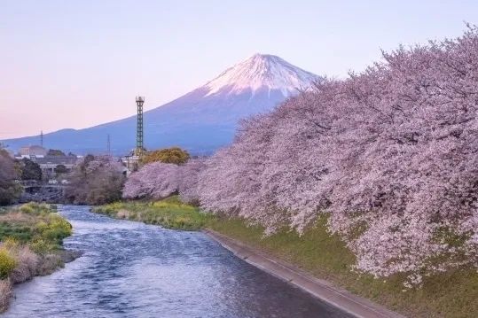 梦幻联动！樱花×富士山的绝美瞬间