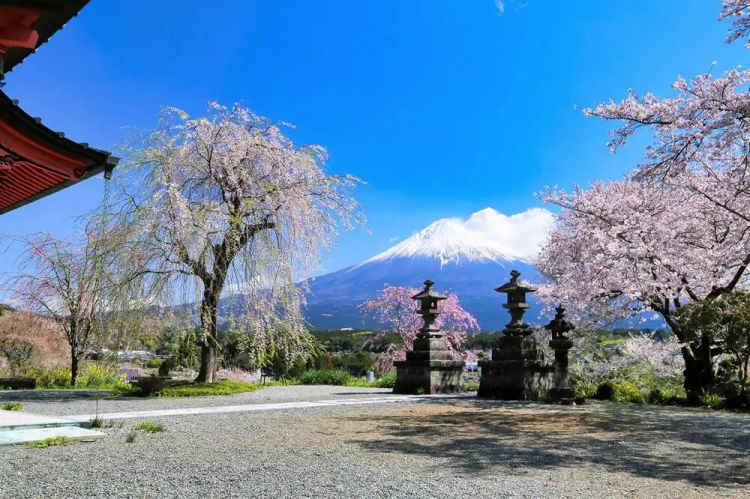 梦幻联动！樱花×富士山的绝美瞬间