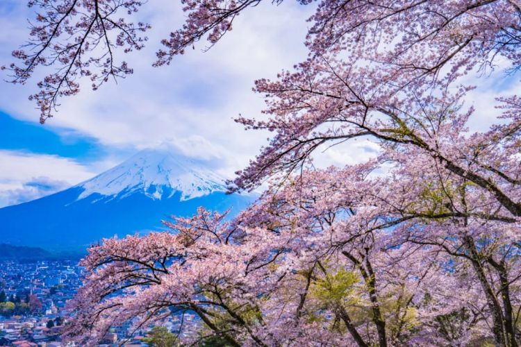 梦幻联动！樱花×富士山的绝美瞬间
