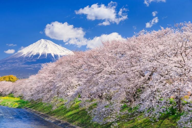 梦幻联动！樱花×富士山的绝美瞬间