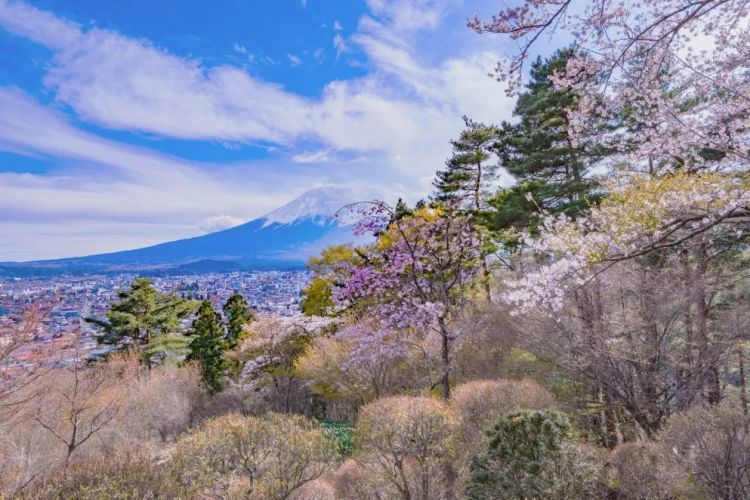 梦幻联动！樱花×富士山的绝美瞬间