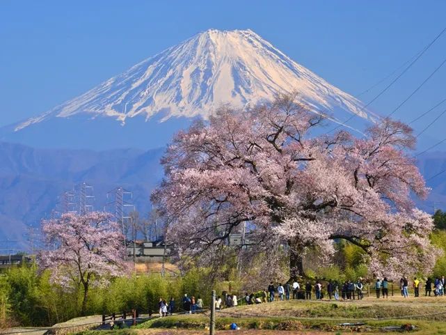 梦幻联动！樱花×富士山的绝美瞬间