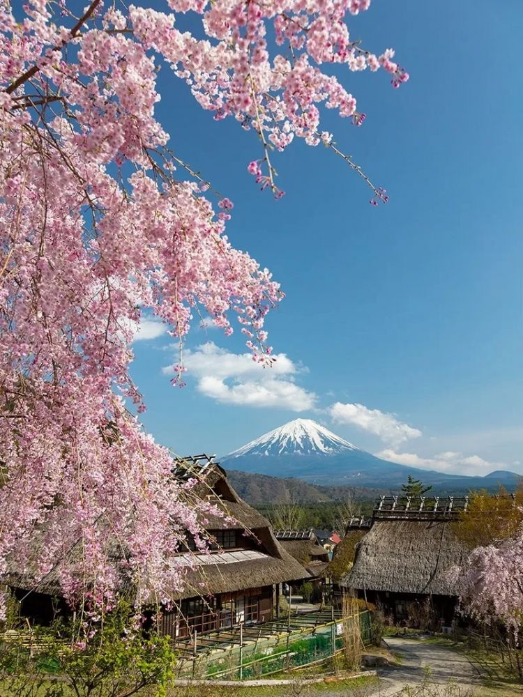 梦幻联动！樱花×富士山的绝美瞬间