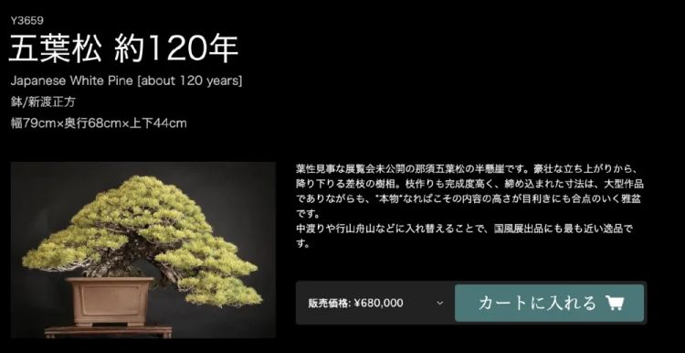 日本犯罪新潮流：想要富，先偷树