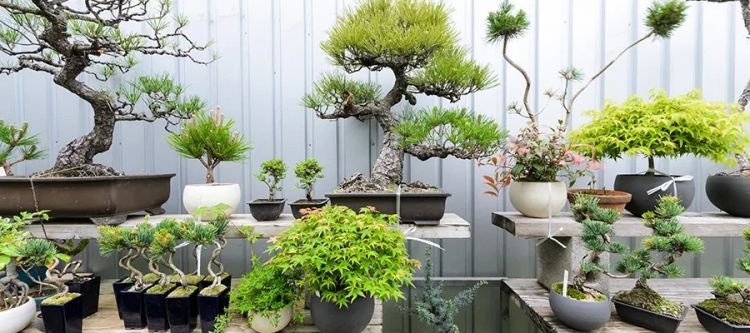 日本犯罪新潮流：想要富，先偷树