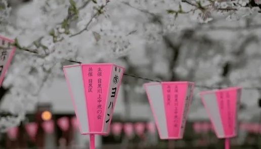 第一批中国“樱花难民”正在日本骂街
