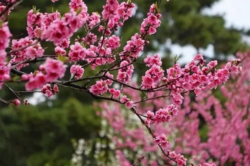 第一批中国“樱花难民”正在日本骂街