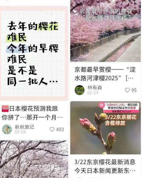 第一批中国“樱花难民”正在日本骂街