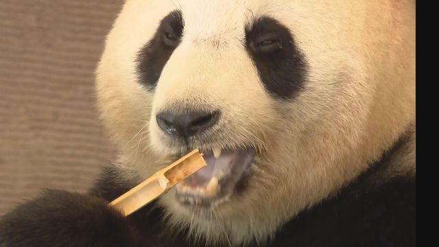 和歌山冒险世界4只大熊猫将返华 园方拟办欢送活动