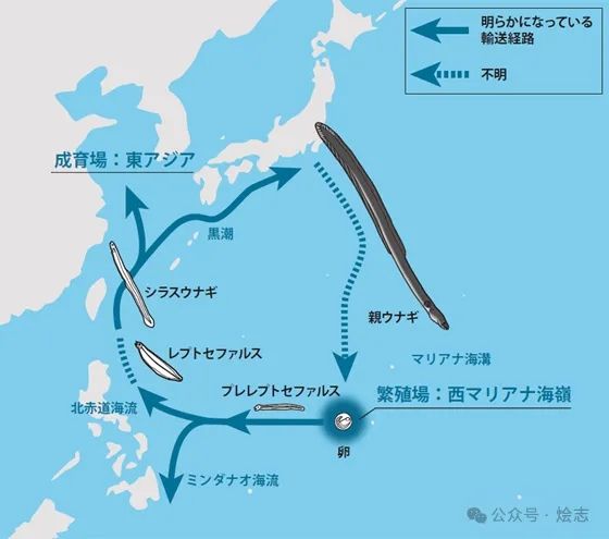关于蒲烧鳗鱼，以及日本人的吃鳗历史脑回路